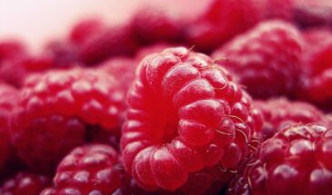 Октябрь и ноябрь — решающие месяцы для малины: как подготовить кусты, чтобы летом собирать урожай вёдрами