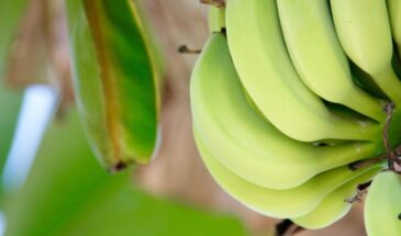 До сих пор храните в связке? Этот простой трюк спасает бананы от почернения — и это точно не холодильник