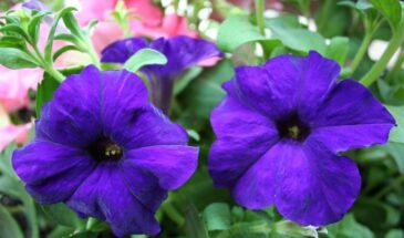 Петунии зацветут шапками — если избежать эти три ошибки