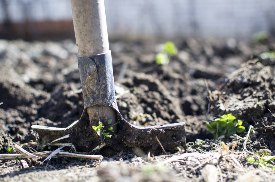 Закапываю перед морозами лавровый лист в грядки — и весной получаю тихий, но мощный результат