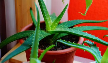 Алоэ вновь на пике популярности: природный эликсир здоровья и долголетия