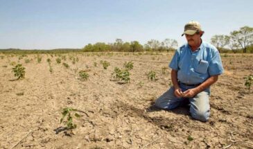 Аграрии Ростовской области массово распродают бизнес: непогода и Набиуллина сделали свое дело