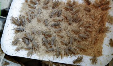 Зря над Европой смеялись: в России разработали сорта хлеба со сверчками-паучками