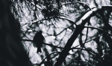 Экологическая катастрофа грозит городам из-за исчезновения воробьев