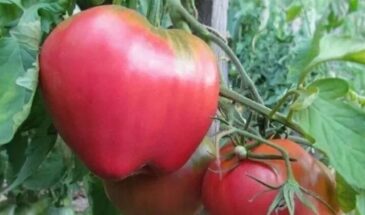 15 томатов, за которыми дачники выстраиваются в очередь: слаще клубники, крепче мороза, урожай — с первого раза
