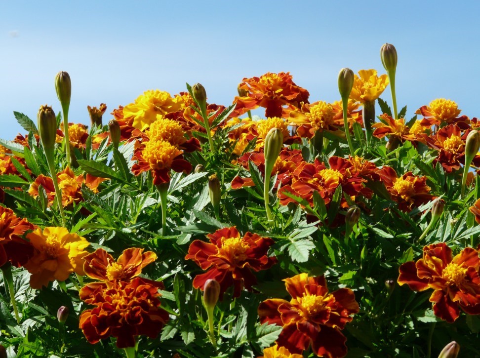 «Душат урожай»: 7 мест, куда никогда не сажают бархатцы — даже если «все так делают». Особенно рядом с томатами