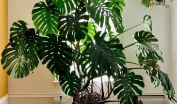 Топ-5 неприхотливых комнатных растений, которые увлажняют и очищают воздух в доме — легко вырастить, полезно для здоровья