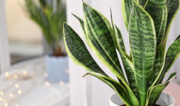 Тёщин язык — идеальное растение для лентяев: не поливай, не переживай, просто любуйся