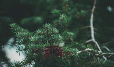 Сахар, аспирин, соль и марганцовка — не спасли ёлку. Эксперимент показал: что действительно помогает сохранить хвою до Рождества