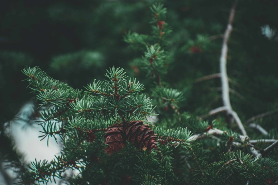 Сахар, аспирин, соль и марганцовка — не спасли ёлку. Эксперимент показал: что действительно помогает сохранить хвою до Рождества