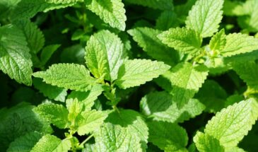 Как навсегда забыть про запах дачного туалета: 7 растений, которые не только пахнут хорошо, но и «перерабатывают» отходы