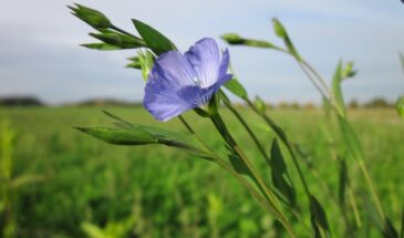 Посадил лён — и урожай вырос сам: как синие цветы привлекают пчёл и делают огурцы сочнее, а клубнику — слаще
