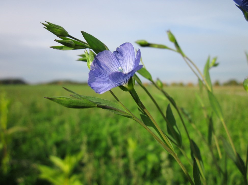 Посадил лён — и урожай вырос сам: как синие цветы привлекают пчёл и делают огурцы сочнее, а клубнику — слаще