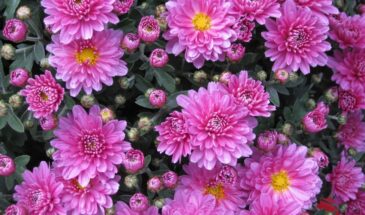 Как перезимовать хризантемы и получить рассаду без хлопот: 3 простых лайфхака от опытного садовода