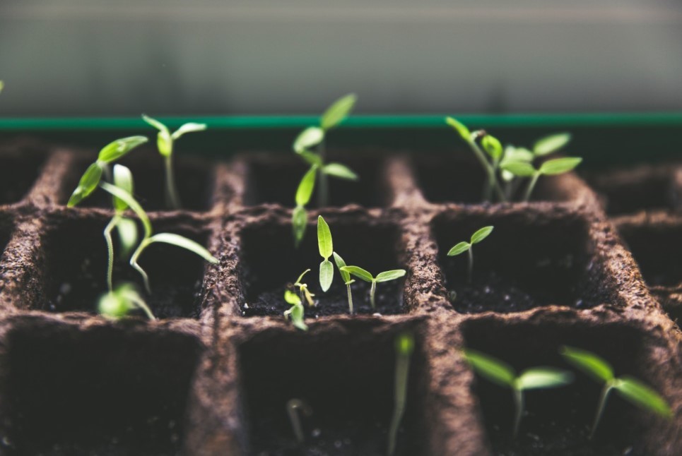 «Одна ошибка — и вся рассада погибнет за неделю». Агроном назвала признак, который 9 из 10 дачников принимают за пыль или налёт — пока не стало слишком поздно