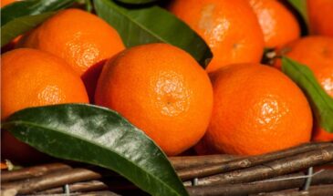 Мандарины-2025: как выбрать настоящие сладкие без косточек, почему листик — обманка и зачем на кожуре воск