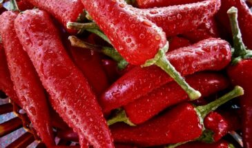 Домашний чили-сад на подоконнике: как вырастить 3 необычных сорта острого перца — от фруктового до экстремального