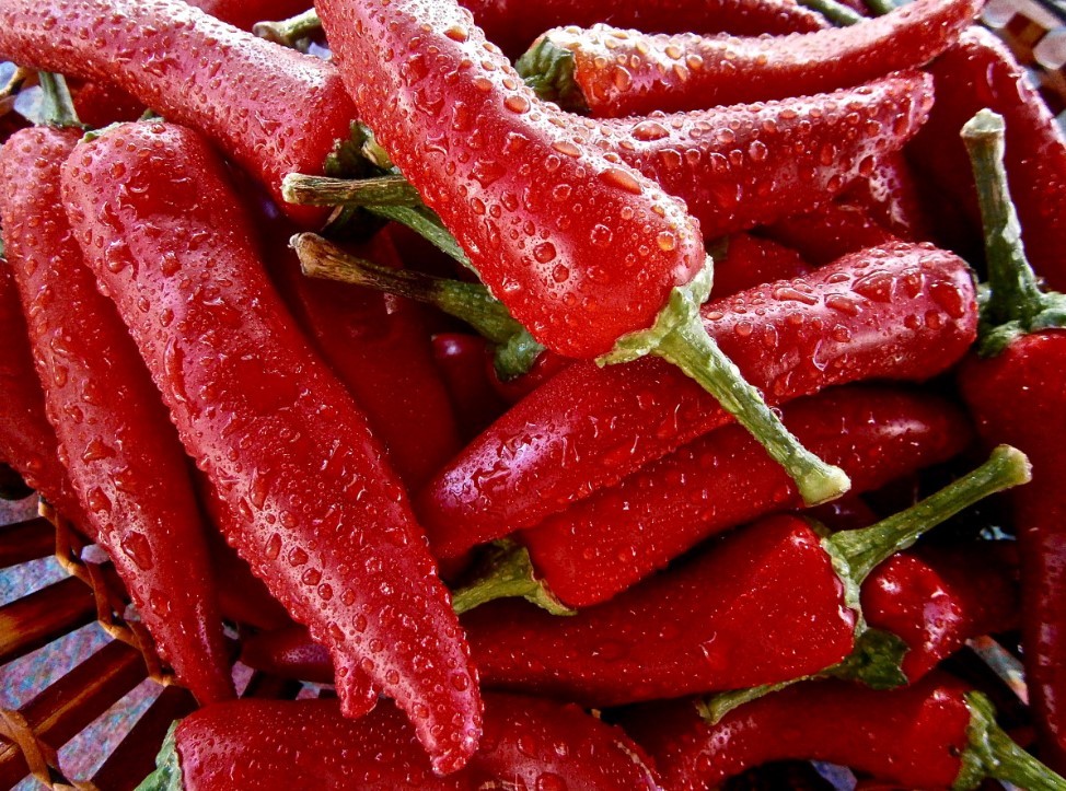 Домашний чили-сад на подоконнике: как вырастить 3 необычных сорта острого перца — от фруктового до экстремального