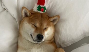 «7 дней, которые решат год»: гороскоп на 29 декабря – 4 января. Кому повезёт, кому позвонят — а кому лучше не ссориться до курантов