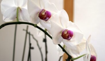 Секрет пышного цветения орхидеи — не в удобрениях, а в трёх продуктах на вашей кухне: рис, чеснок, лимон