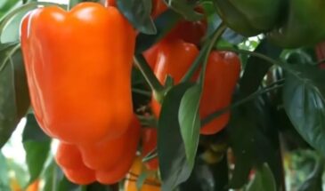 Прищипка перца вовремя — и урожай вырастет в два раза: когда и как не ошибиться