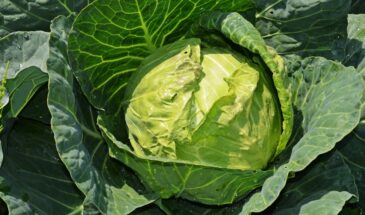 Как спасти капусту от слизней без химии: проверенные способы, после которых кочаны остаются чистыми до уборки