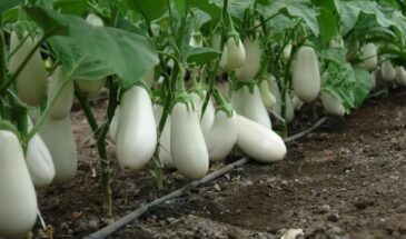 Белые баклажаны: не мутация, а находка для тех, кто устал вымачивать и чистить обычные