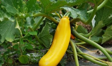 Как победить мучнистую росу на кабачках с помощью молока — без химии и за 10 минут. Пропорция 1:10 и главный нюанс, о котором все забывают