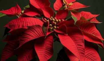Пуансеттия — рождественская звезда в горшке: откуда она родом, как ухаживать зимой и почему сбрасывает листья после праздников