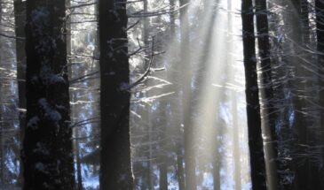 29 декабря — день Софии Суздальской и пророка Аггея: что нельзя делать, чтобы не навлечь беду, и как привлечь удачу на год вперёд