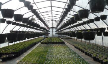 Рассада «кричит» о помощи — как по листьям понять, чего ей не хватает? 4 цвета-сигнала, которые нельзя игнорировать