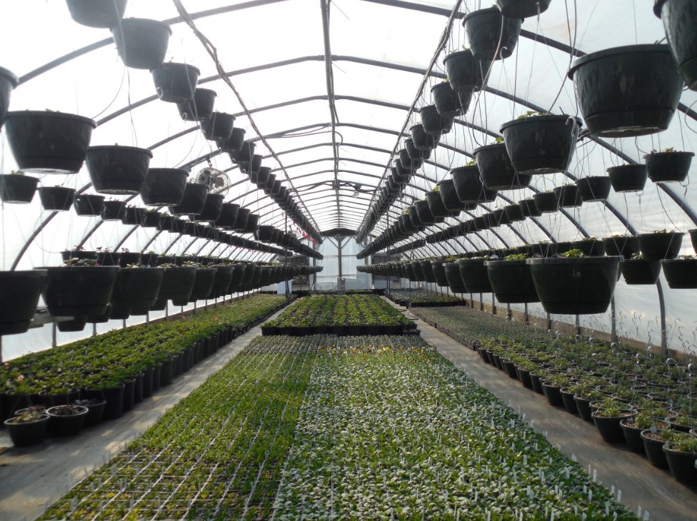 Рассада «кричит» о помощи — как по листьям понять, чего ей не хватает? 4 цвета-сигнала, которые нельзя игнорировать