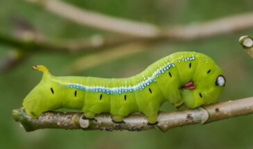 Гусеницы и куколки шипят, как гадюки — учёные впервые зафиксировали «змеиную» защиту у неподвижных куколок!