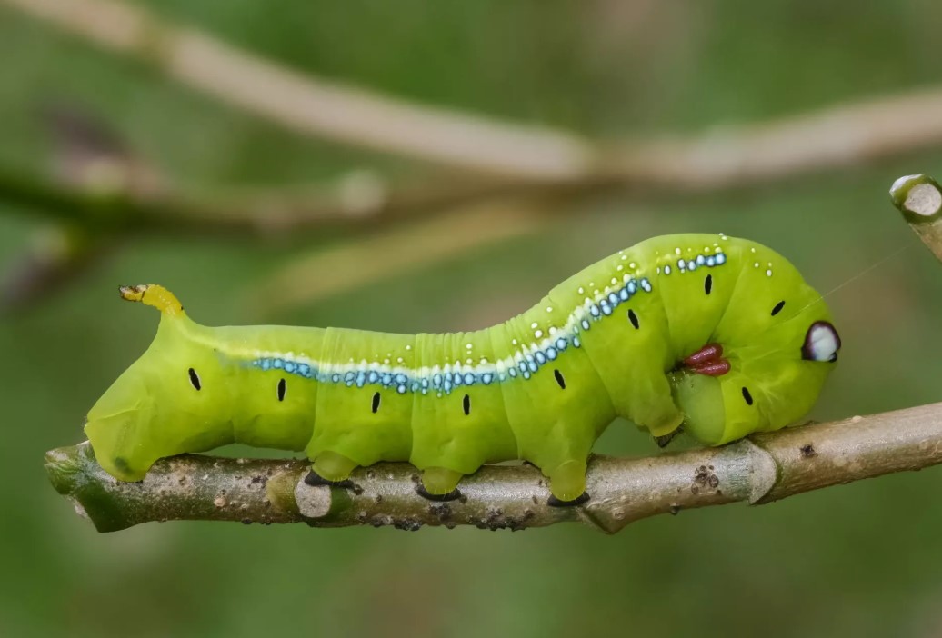 Гусеницы и куколки шипят, как гадюки — учёные впервые зафиксировали «змеиную» защиту у неподвижных куколок!