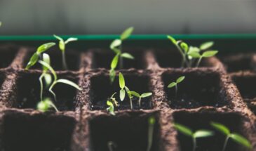 Оказывается, что нужно посеять уже в январе — иначе летом будет только зелень, а не урожай