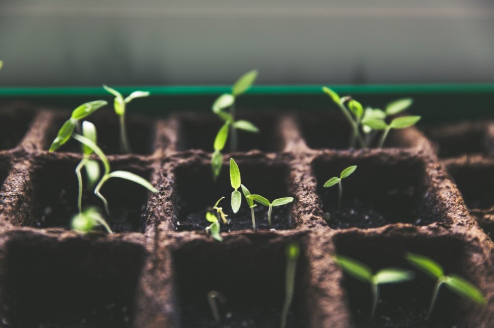 Оказывается, что нужно посеять уже в январе — иначе летом будет только зелень, а не урожай