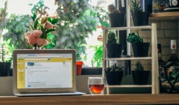 Уберите эти 3 растения до 31 декабря: кактусы, плющ и сухоцветы могут гасить удачу в 2026 году — что советуют специалисты по фэн-шуй