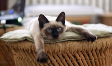 Убрала шерсть с 10 вещей за 30 минут: кидаю в стирку одну губку — и барабан выдаёт чистую одежду. Трюк от кинологов, о котором молчат производители