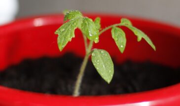 Какой торф нужен для рассады — верховой или низинный? Отвечаем однозначно: не тот, который кажется «питательнее»