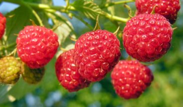 Почему малине нужна горчица? Не ради вкуса — и да, это работает лучше химии