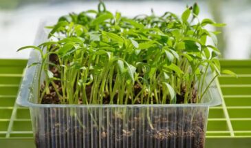 Зима — не время отдыха, а стартовый сигнал: что уже сейчас сеют дачники, пока остальные ждут весны