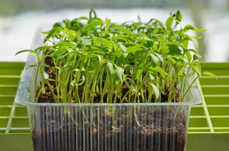 Зима — не время отдыха, а стартовый сигнал: что уже сейчас сеют дачники, пока остальные ждут весны