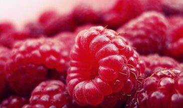 Малиновые муки ранней зимы: пока вы укрываете розы, малина должна промёрзнуть до −7 °C. Иначе — никаких ягод