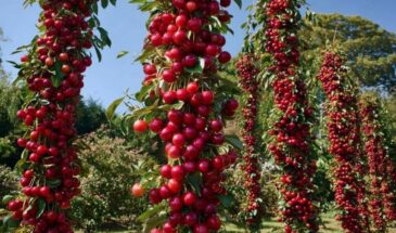 Колоновидные яблони живут недолго — если не знать этот приём: как заставить дерево плодоносить в 2 раза дольше