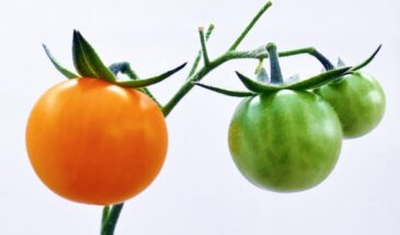 От каких сортов томатов откажутся дачники в 2026 году: 3 «провальных» варианта, на которые не стоит тратить время