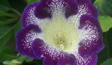 «Спящий сад шлёт сигнал»: когда сеять цветы в декабре — и почему они зацветут уже этим летом