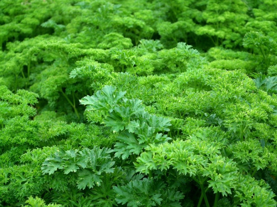 Петрушка всходит первой: как посеять зелень осенью — и забыть о весенней спешке до самого июня