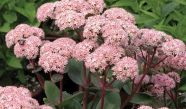 Очиток Матрона: как вырастить «неубиваемый» цветок, который радует до самых заморозков