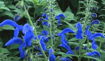 Шалфей — не просто для горла: как обычная трава с огорода успокаивает нервы, балансирует гормоны и делает мозг острее