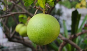 Помело — не просто цитрус: как один плод укрепляет сосуды, снижает давление и даёт энергию без кофе